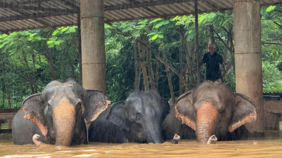 Berliner Tageszeitung Tha Lande Une Centaine D L Phants Pi G S Par