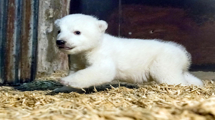 Berlin: Zoo und Tierpark kompetent? Erneut Eisbär gestorben