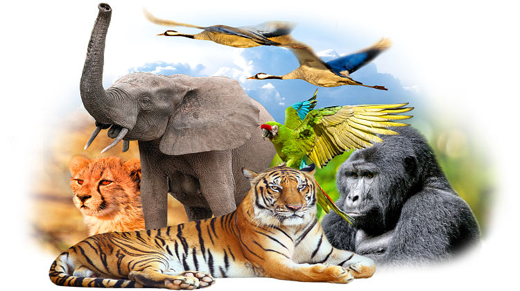 WWF: Anzahl bedrohter Tier- und Pflanzenarten auf Höchststand