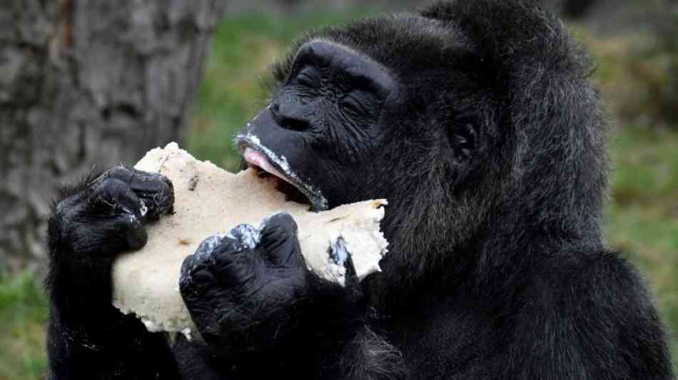 Älteste bekannte Gorilladame der Welt feiert im Berliner Zoo Geburtstag