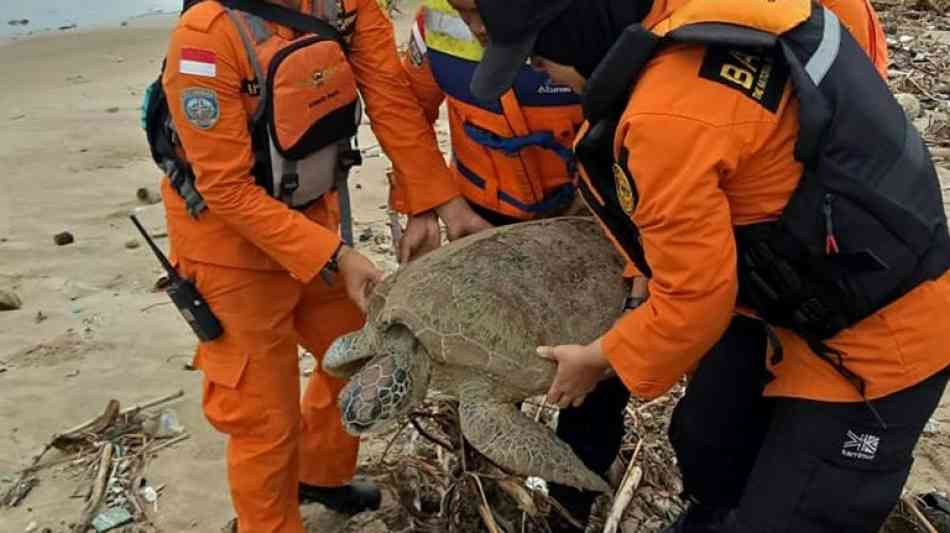 "Jedes Leben zählt": Indonesier retten nach Tsunami gestrandete Schildkröten 