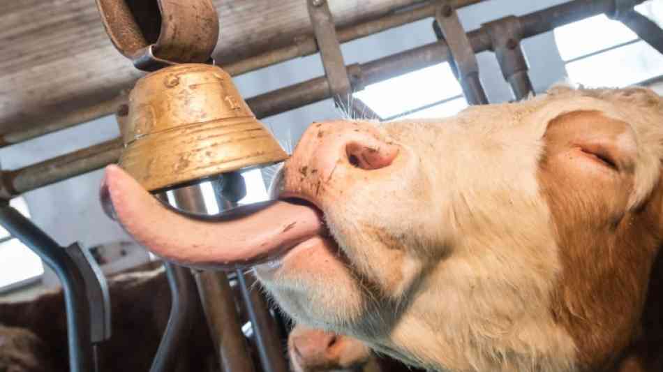 Tierschutzbund steigt aus Klöckners Beraterrunde zur Nutztierhaltung aus