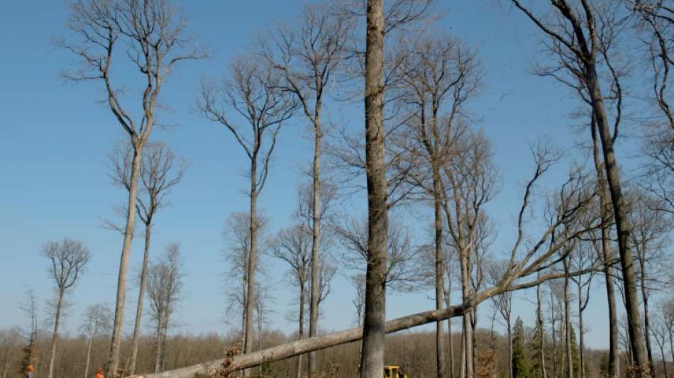 Schulze: Staat soll nur Umbau zu klimastabilen Wäldern fördern