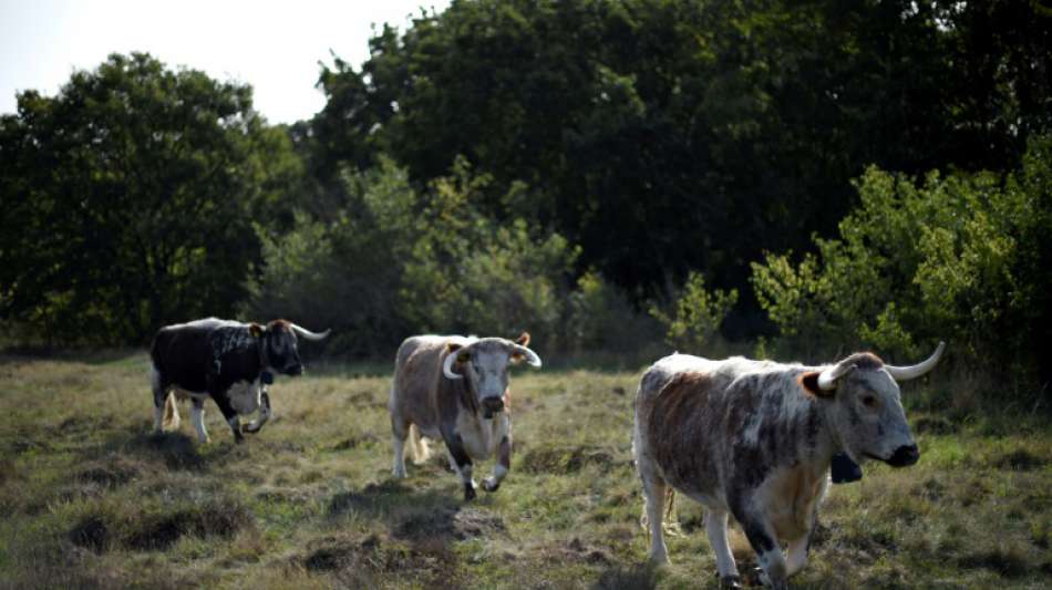 Kühe beschädigen Auto beim Vorbeiziehen - Landwirt muss zahlen