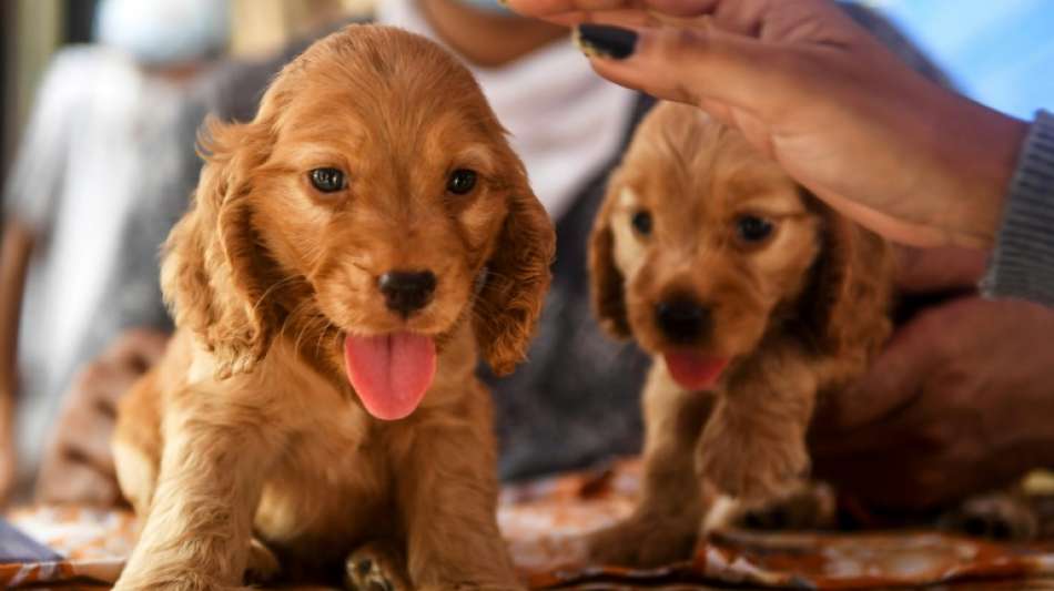 Klöckner will gegen unseriöse Hundeverkäufer im Internet vorgehen