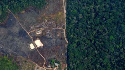 Große Vermögensverwalter fordern von Brasilien Rodungsstopp im Amazonasgebiet