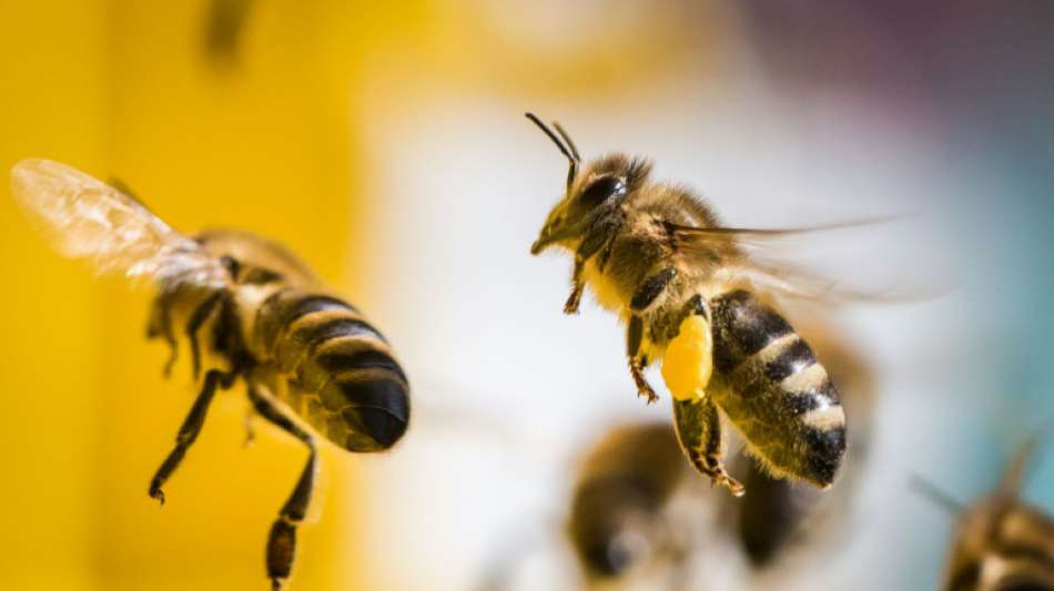 Frankreich will Verbot von "Bienenkillern" aufweichen