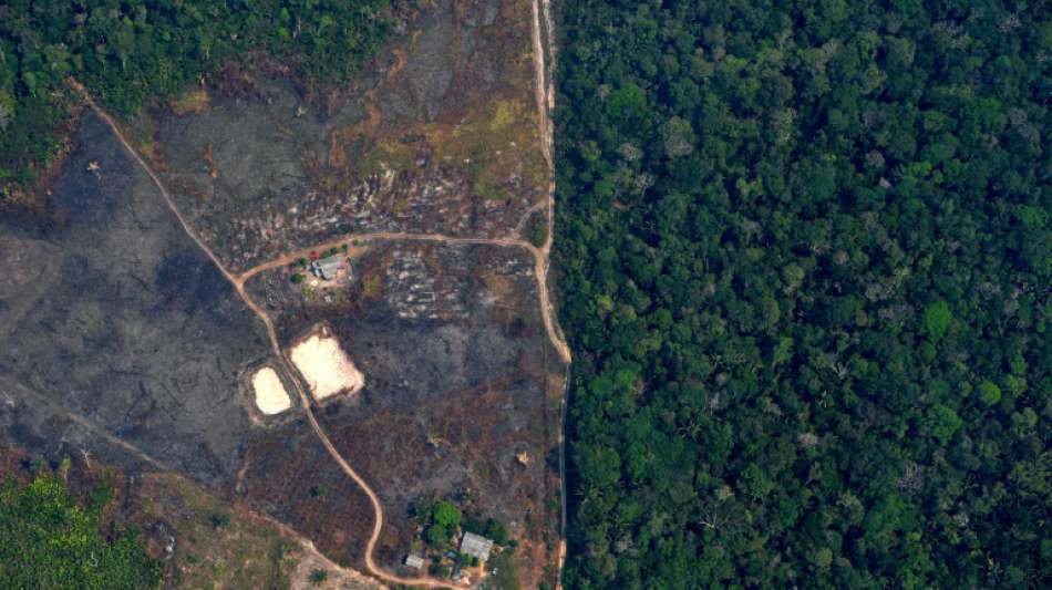 Britische Supermärkte drohen Brasilien wegen Amazonas-Zerstörung mit Boykott