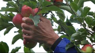 EU-Kommission verbietet Einsatz des umstrittenen Insektizids Chlorpyrifos