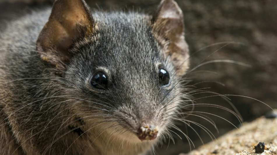 Seltene australische Beutelmaus-Art überlebt verheerende Waldbrände