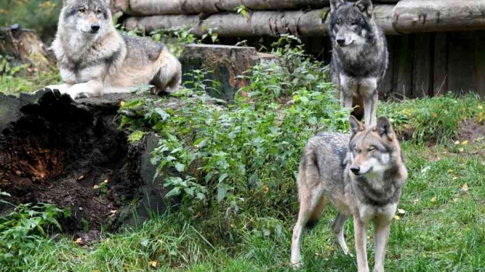 73 nachgewiesene Wolfsrudel leben in Deutschland