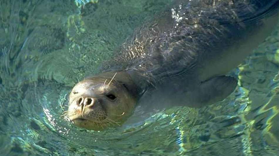 Unbekannte töten Maskottchen-Robbe in Griechenland mit Harpune
