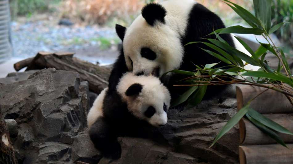 Berliner Pandazwillinge machen ersten Ausflug