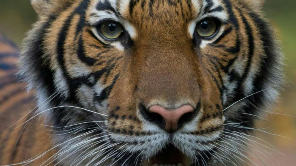Tiger in New Yorker Zoo positiv auf Coronavirus getestet