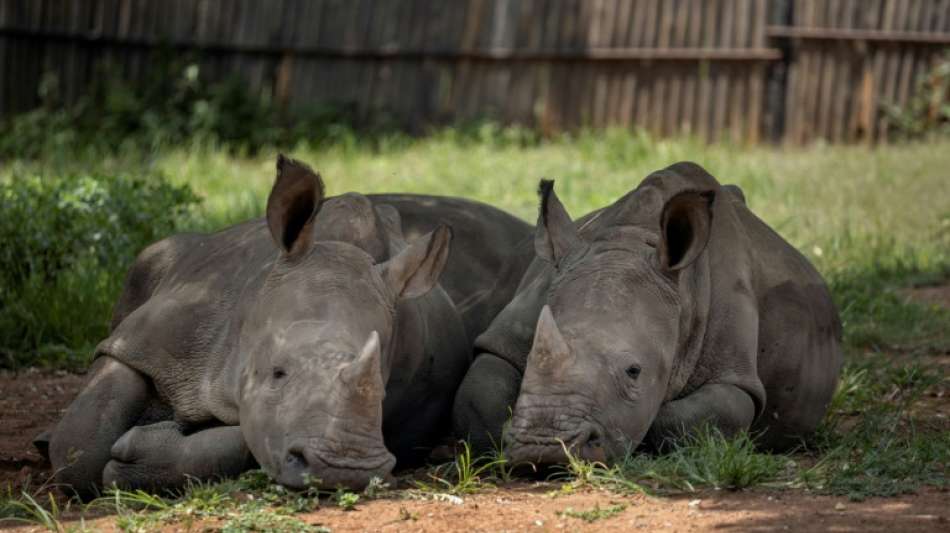 Zunahme der Nashorn-Wilderei in Südafrika