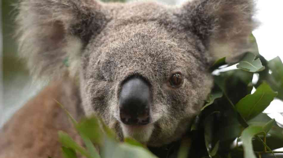 Australien will Koalas mit einem Millionenprogramm besser schützen