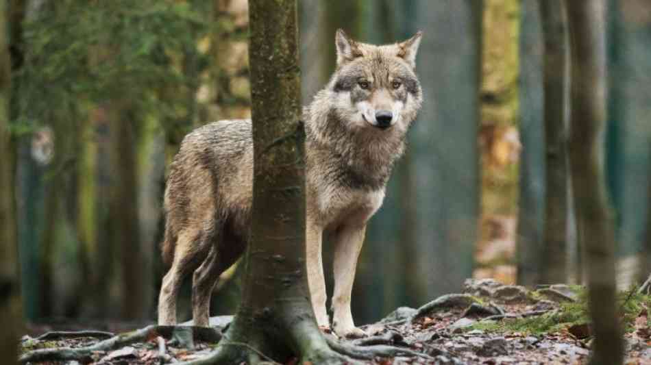 Behörden erlauben Abschuss von "Problemwolf" in Schleswig-Holstein