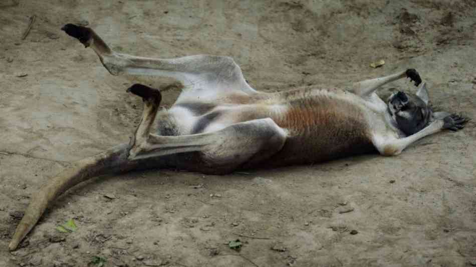 Besucher eines chinesischen Zoos töten Känguru durch Steinwürfe