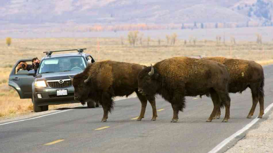 Bison nimmt Touristin im Yellowstone-Nationalpark in den USA auf die Hörner