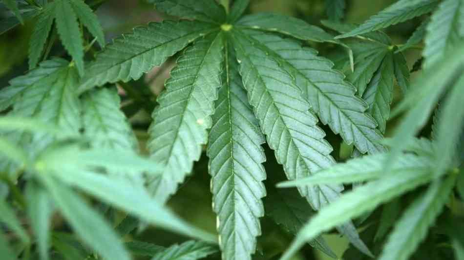 Bundesverwaltungsgericht prüft Führerscheinentzug nach Cannabiskonsum