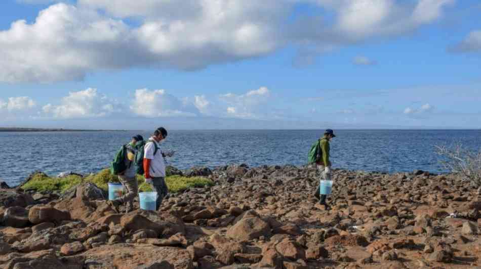 Drohnen im Kampf gegen miese Rattenplage auf den Galápagos-Inseln