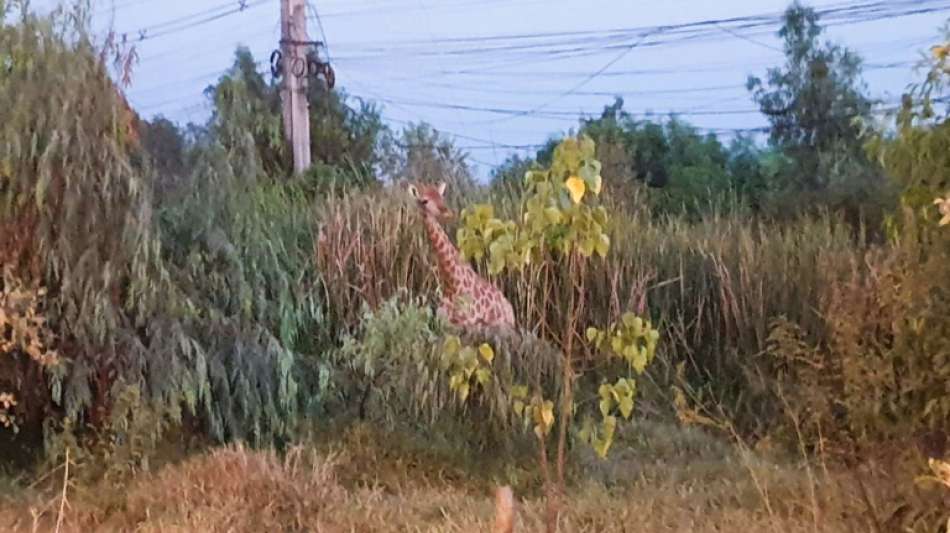 Giraffe flüchtet von Zoo-Transporter in Thailand