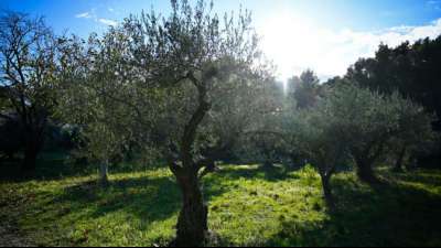 Stiftung Warentest: Jedes dritte Olivenöl ist empfehlenswert