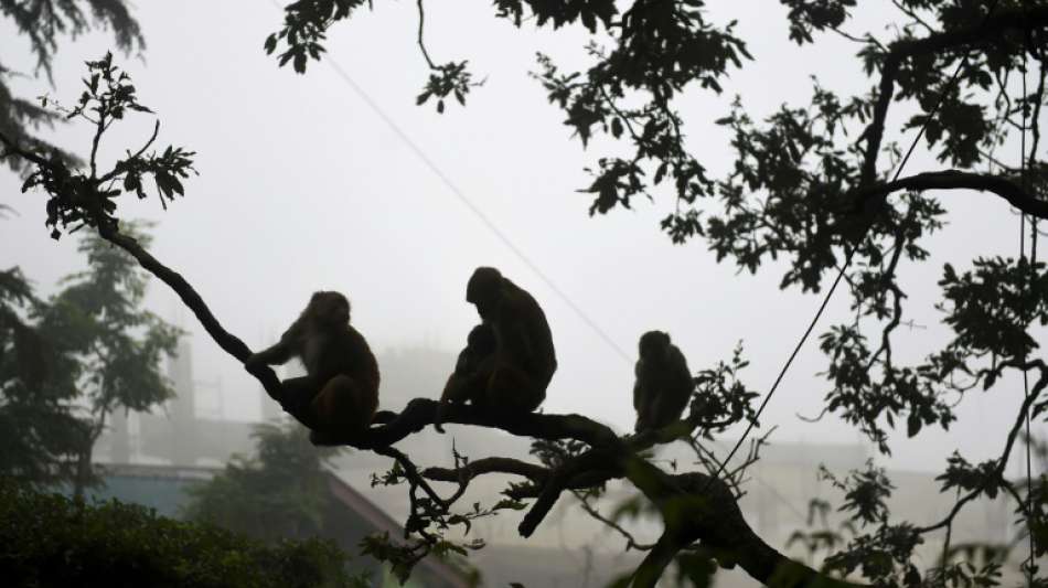 Indische Polizei nimmt Taschendiebe nach Diebestour mit Affen fest