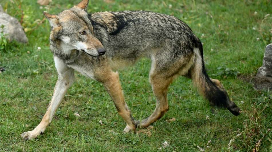 Bericht: Wolfsschäden gehen erstmals seit Jahren zurück