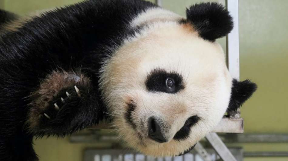 Pandadame Huan Huan in französischem Zoo ist trächtig