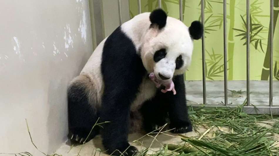 Zoo des Stadtstaats: Erstmals Panda-Nachwuchs in Singapur