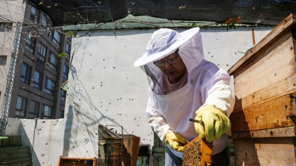 Sweet lessons: Taiwan urban beekeeping gets positive buzz
