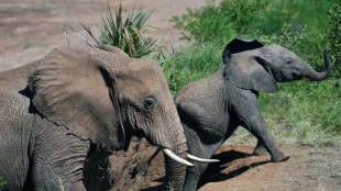 Elephants call each other by name, study finds