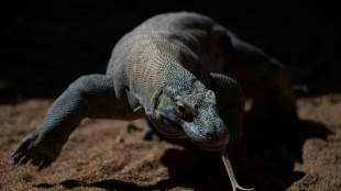 Los dragones de Komodo tienen dientes recubiertos de hierro para matar a sus presas, según un estudio