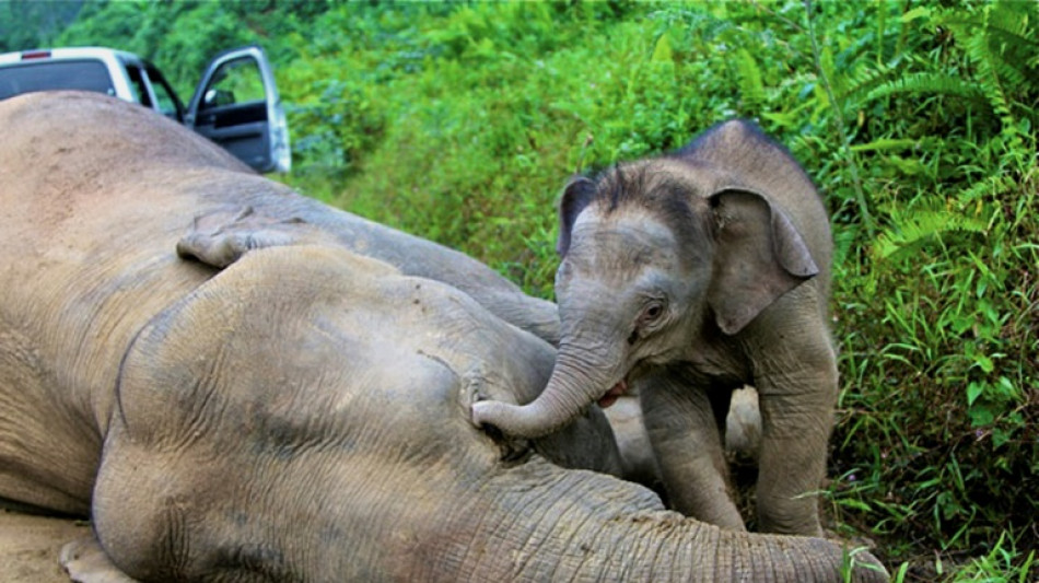 Apenas queda un millar de elefantes de Borneo, advierte el organismo de conservación