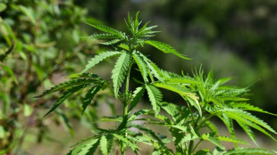 El estado de Maryland anulará 175.000 condenas por uso de marihuana