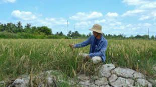 Vietnam's 'rice bowl' cracks in monster heatwave