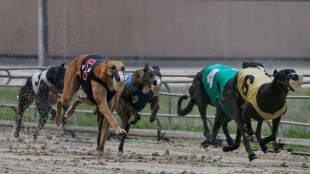 New Zealand to ban greyhound racing over animal welfare