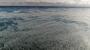 Negli oceani per il cambio clima cresce la 'foresta' di plancton