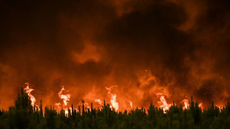 Studie: Weltweit doppelt so viele Bäume durch Waldbrände vernichtet wie vor 20 Jahren