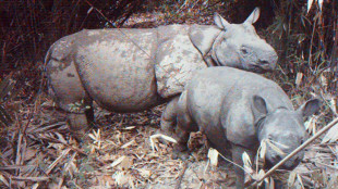 Un cazador furtivo es condenado a cárcel en Indonesia por matar seis rinocerontes de Java