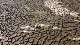 Thousands of fish dead as lake dries in Mexican drought