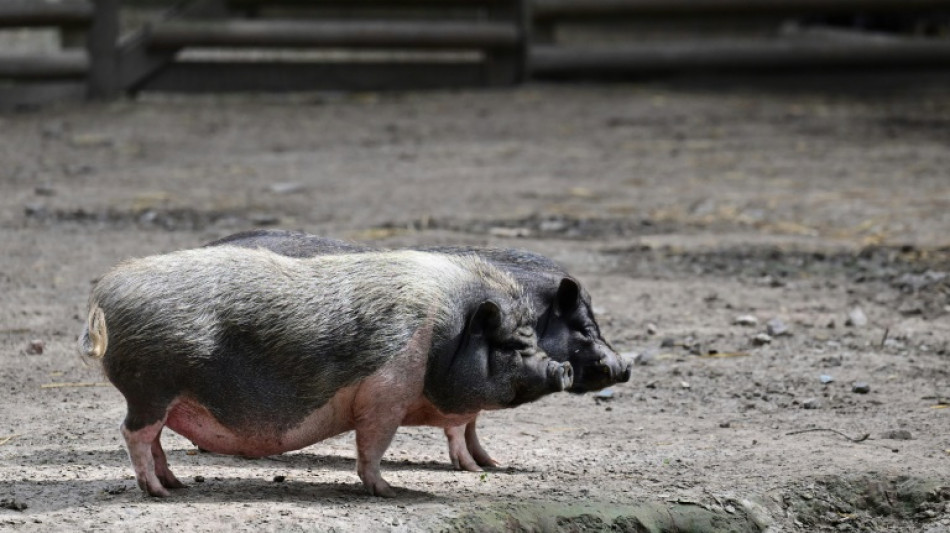 La pedicura para cerdos, el "exitoso" negocio de una quiosquera en Francia