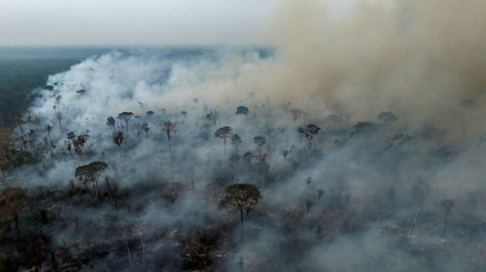 L'Amazonie brésilienne a connu en 2024 un nombre d'incendies record en 17 ans