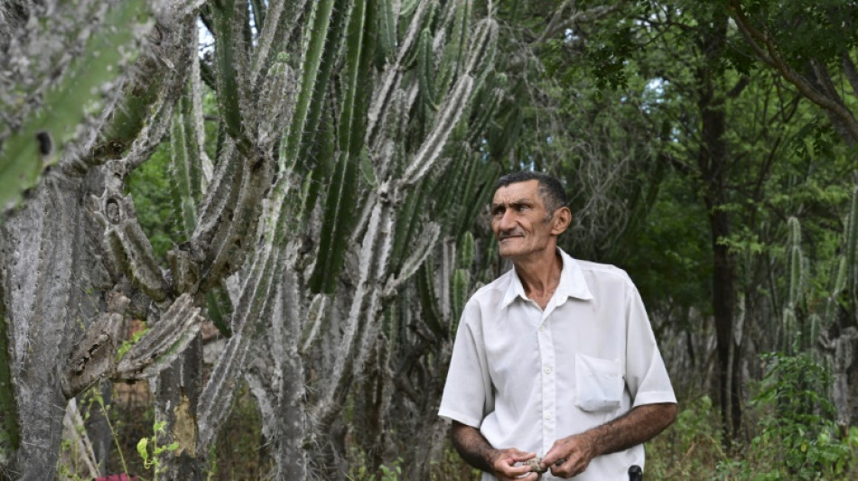 Planting giant cactus to stave off desertification in Brazil