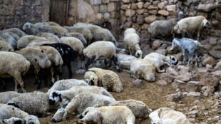 En Turquie, après l'incendie, la bataille pour sauver les brebis