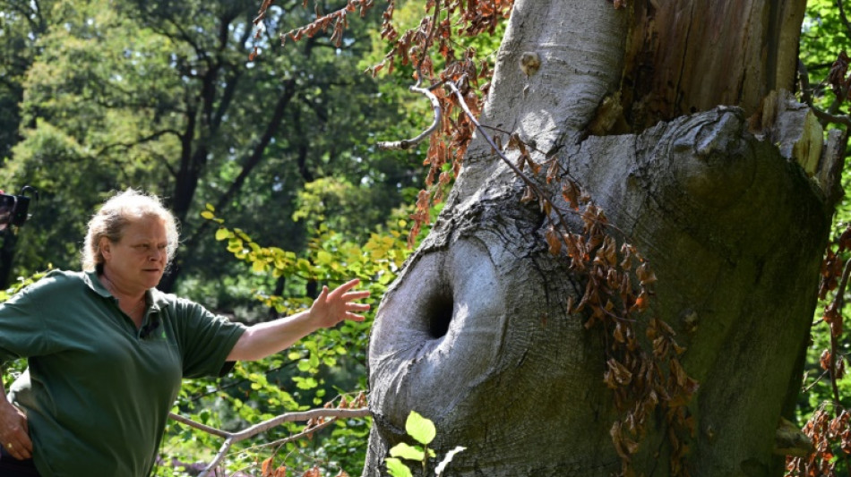 Germany's parks plant a way forward on climate change