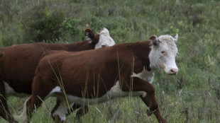 Ganadería sostenible genera mejoras productivas y ambientales en Uruguay