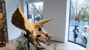 Lokiceratopo, il dinoasauro cornuto che ricorda un dio nordico