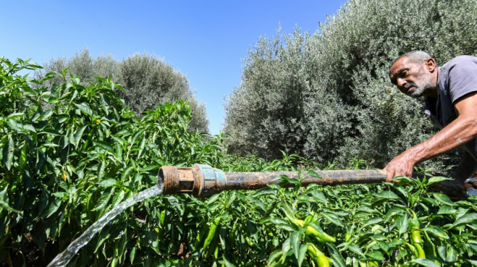 With EU funding, Tunisian farmer revives parched village